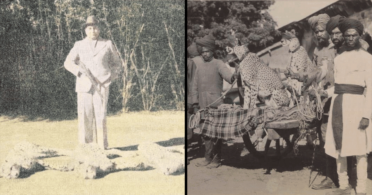 जानिए कहां और किसने किया था भारत में आख़िरी 3 चीतों का शिकार और क्या थी इसकी वजह