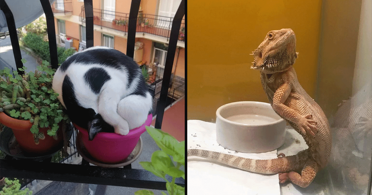 Funny Pets: बूम… बूमर की याद दिला देंगे ये 13 जानवर, इनकी फ़्लेक्सिबिलिटी देख रह जाओगे दंग