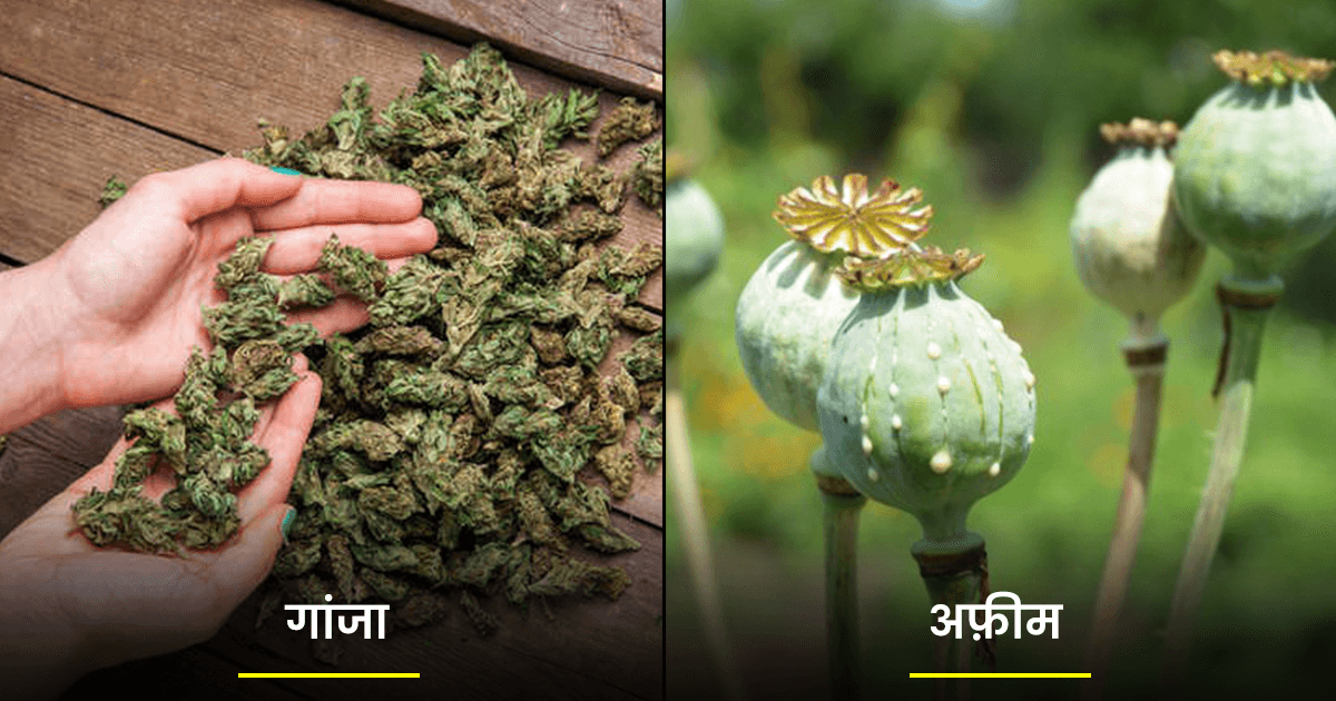 Types Of Drugs: गांजा से लेकर भांग तक, जानिए कैसे बनते हैं ये 7 नशीले पदार्थ