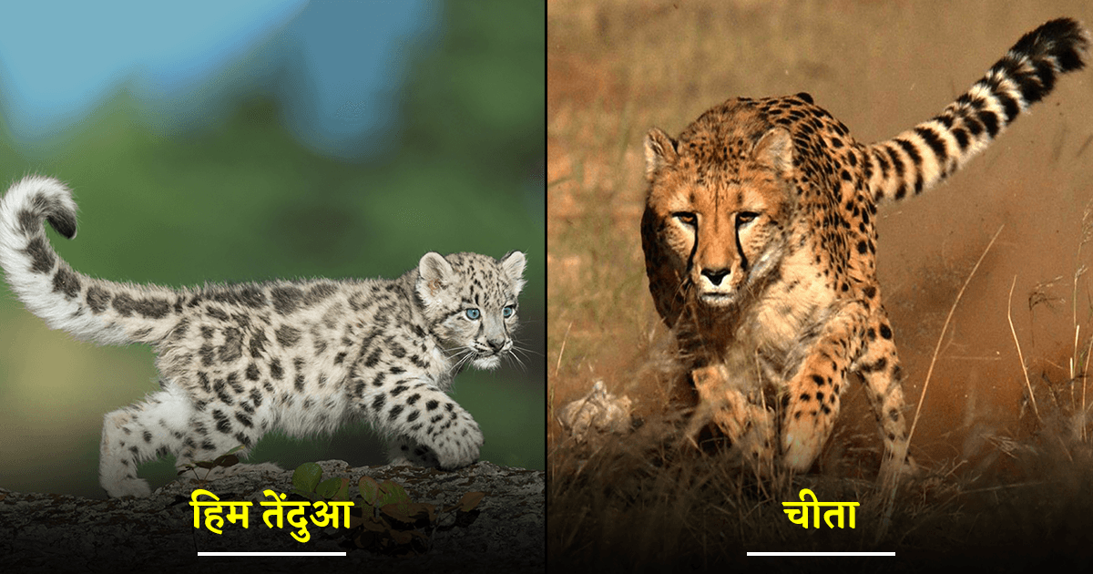 चीता-तेंदुआ सहित दुनिया के 7 Big Wild Cats की दिलचस्प बातें, जो इनको बनाती हैं एक-दूसरे से अलग￼
