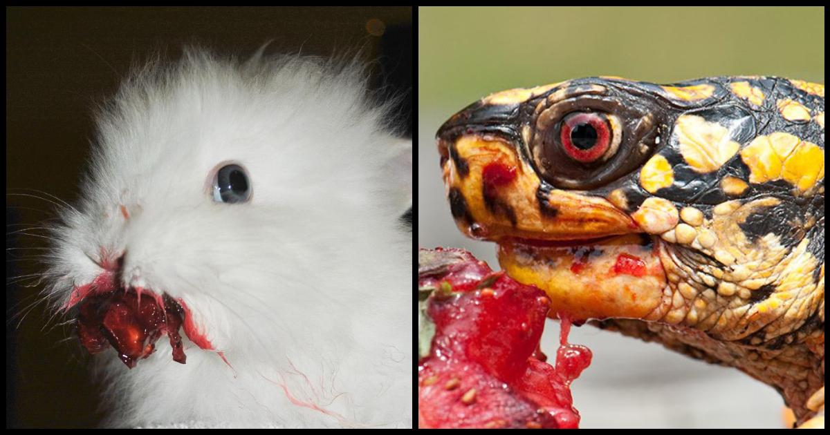 Strawberry खाते हुए ये 16 क्यूट जानवर भी ख़तरनाक लग सकते हैं, कभी सोचा नहीं था