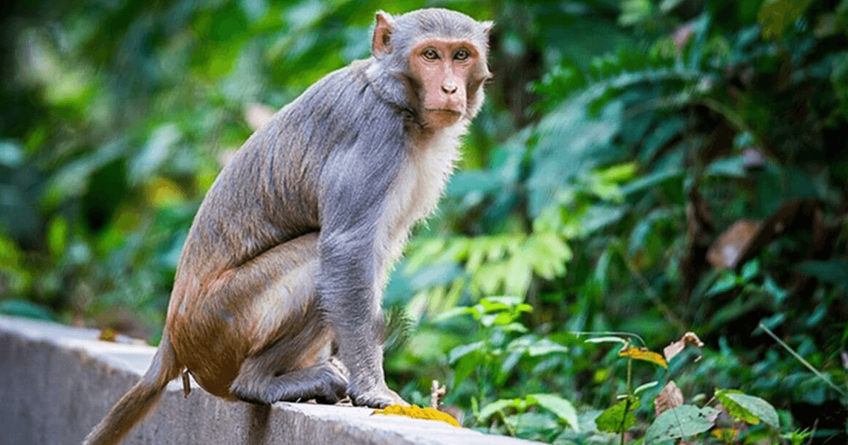 एक ऐसी जगह जहां इंसानों के नहीं बल्कि बंदरों के नाम की गई है 32 एकड़ ज़मीन, जानिए क्या है वजह￼