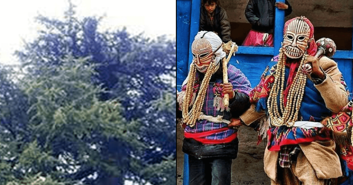 हिमाचल प्रदेश में है 5000 साल पुराना देवदार का उल्टा पेड़, जिसमें कभी था टुंडा राक्षस का वास