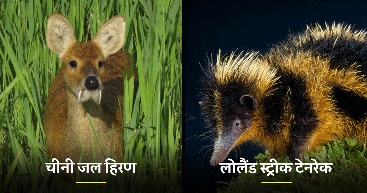 प्रकृति काफ़ी विचित्र जानवरों और पौधों से भरी पड़ी हैं, ये 8 प्रजाति इस बात का सुबूत हैं