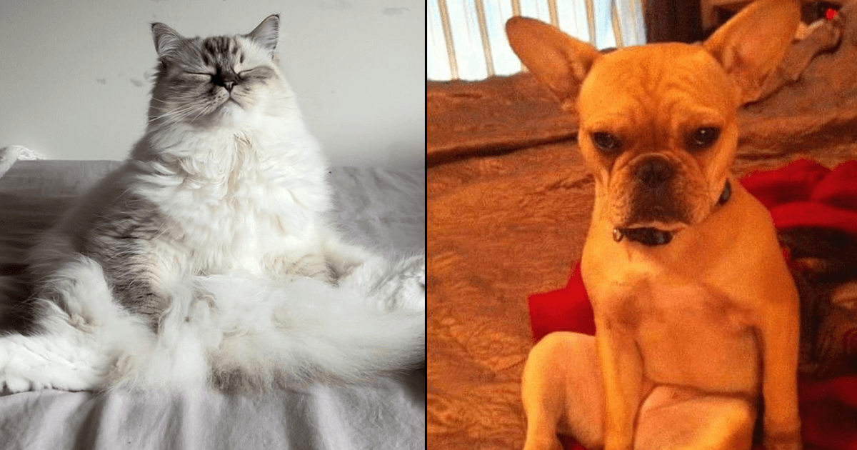 Funny Pets Pics: बड़े ही नखरेबाज़ हैं ये 15 Pets, इनको देख आपको अपने पालतू जानवर की याद आ जाएगी