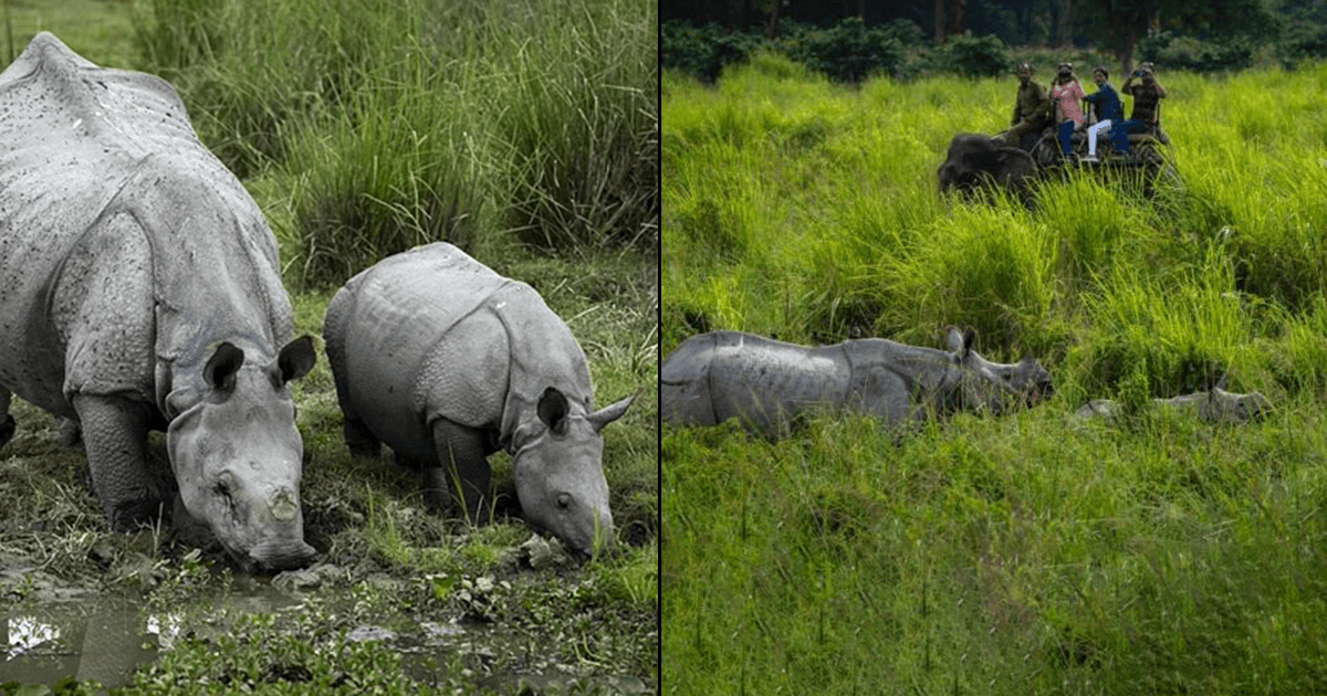 एक सींग वाले गैंडे के लिए फ़ेमस है Pobitora Wildlife Sanctuary, 10 तस्वीरों में कीजिए इसकी सैर
