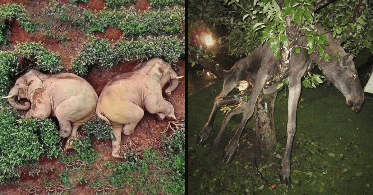 ये हैं वो 5 जानवर जिनमें से कोई नशे की हालत में सो गया तो कोई पेड़ पर लटक गया