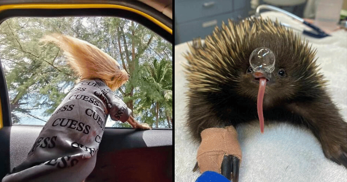 जानवरों की ये 11 Unusual Pics देखकर आप सोचेंगे कि कहीं हमने तो नहीं बिगाड़ दिया इन्हें