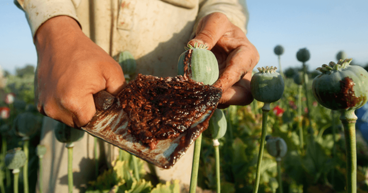 रोचक तथ्य: कुछ सालों से नहीं, बल्कि 3400 साल पहले से हो रहा है अफ़ीम का इस्तेमाल