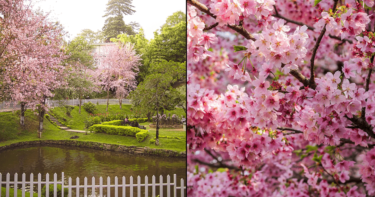 Cherry Blossoms की 10 ख़ूबसूरत तस्वीरों को देखकर मौसम के साथ आप भी हो जाएंगे गुलाबी-गुलाबी  