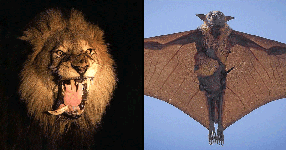 देखिए कुदरत की गोद में खेलती इस हैरतअंगेज़ दुनिया को, बेहद अनोखी हैं ये 15 तस्वीरें