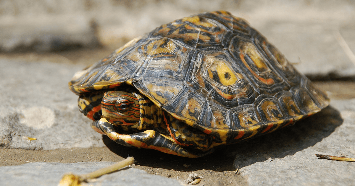 इंसान ही नहीं, बल्कि कछुए और लंगफ़िश सहित ऐसे जीव जो करते हैं बोलकर बातचीत