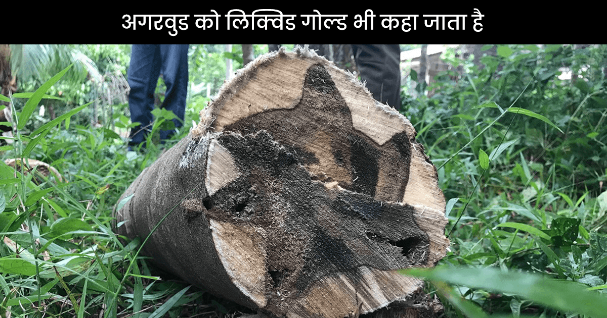 Agarwood: रक्त चंदन और सोने से भी अधिक महंगी है अगरवुड की लकड़ी, जमकर होती है इसकी तस्करी