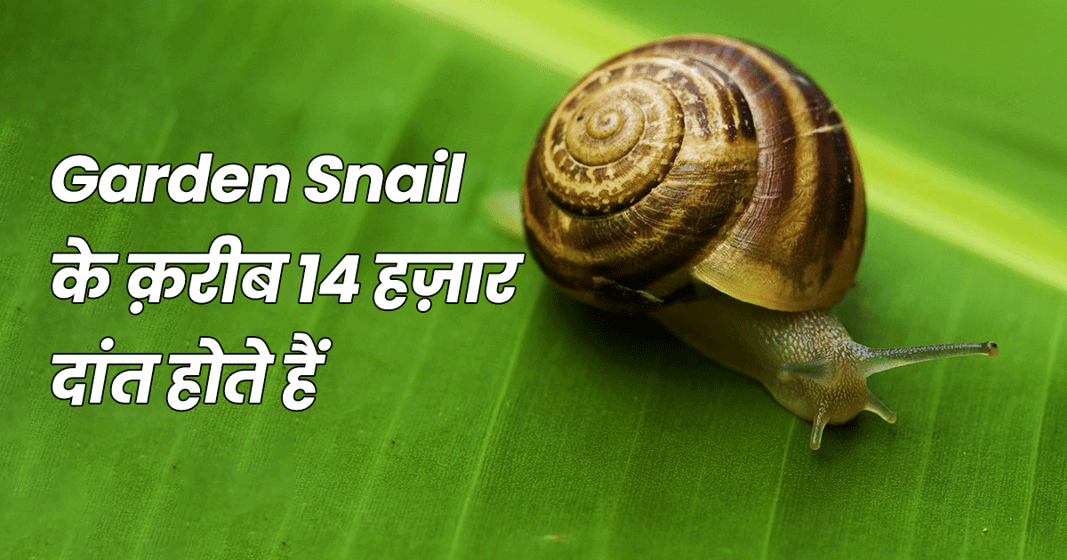 अलग-अलग जानवरों के दांतों से जुड़े ये 10 फ़ैक्ट्स आपको दांतों तले उंगली दबाने पर मजबूर कर देंगे