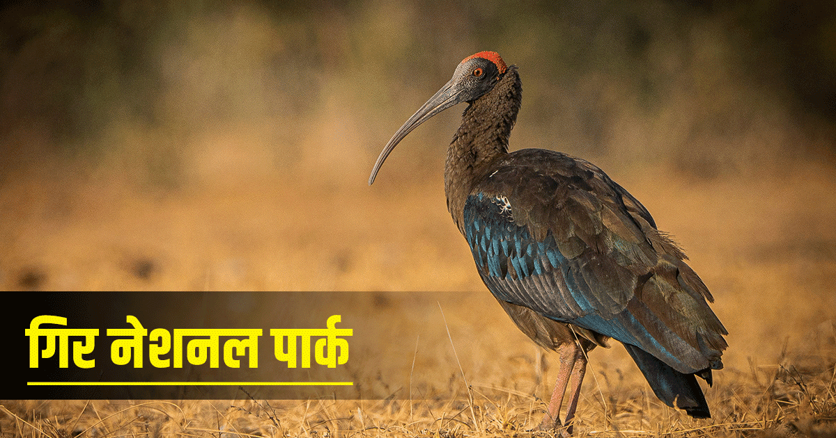 दुर्लभ प्रजाति के पक्षियों को देखने का शौक़ है तो इस विंटर इन 6 नेशनल पार्क जाना तो बनता है