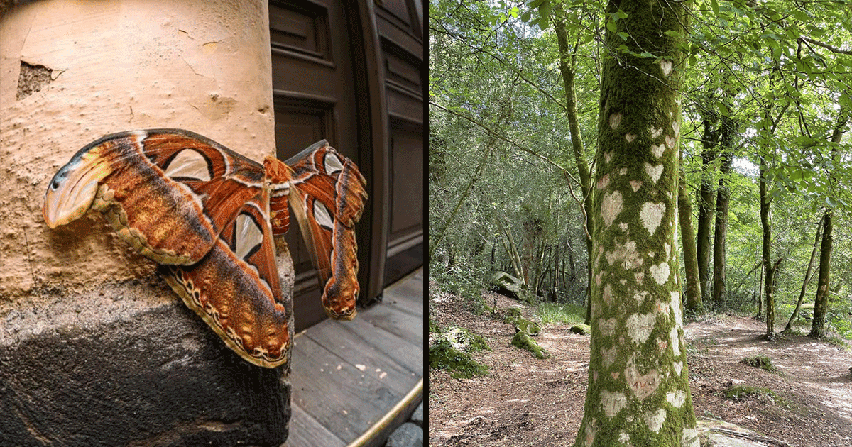 प्रकृति जितनी ख़ूबसूरत है, उतनी ही करिश्माई भी. हैरत में डाल देंगी ये 12 दिलचस्प तस्वीरें