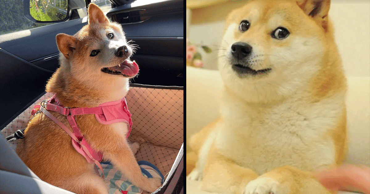 जानिए कौन है ‘Doge Meme’ के पीछे का असली डॉगी और कैसे ये बन गया Meme World का बड़ा चेहरा