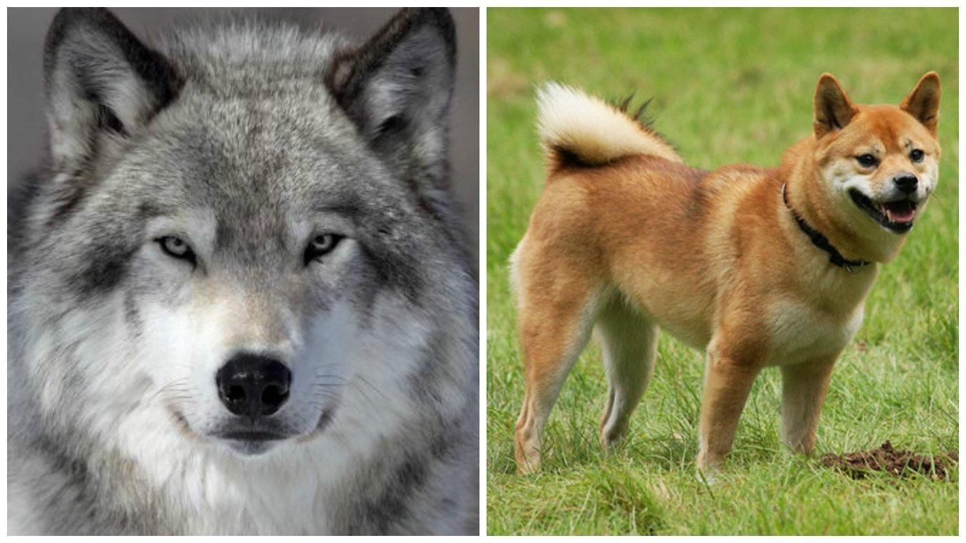 इंसान के सबसे वफ़ादार मित्र का साथ 33,000 साल पुराना है…