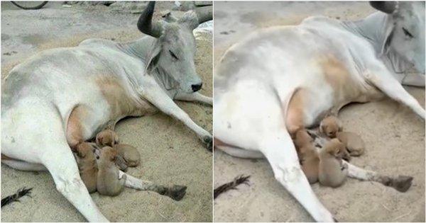अनाथ डॉगी के बच्चों को दूध पिलाती ये गाय इंसान को इंसानियत का बहुत बड़ा सबक दे रही है