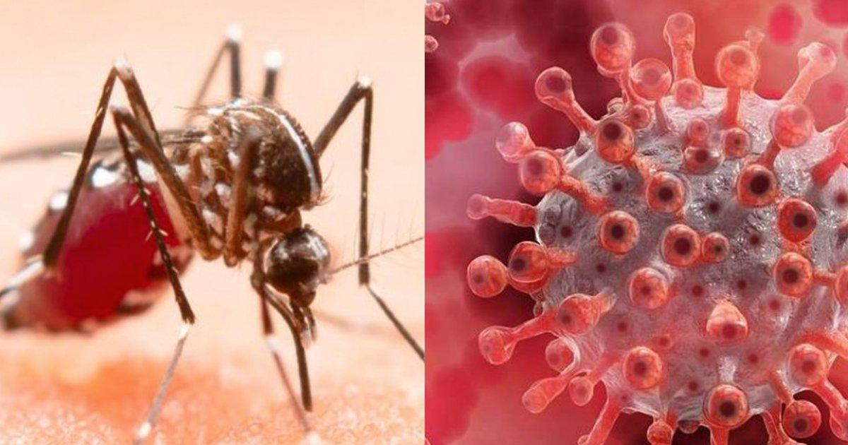 World Malaria Day: विश्व मलेरिया दिवस पर जानिए क्या है कोरोना और मलेरिया के लक्षणों में अंतर
