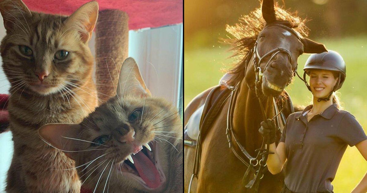 अगर आपका दिन ख़राब जा रहा है तो जानवरों की 17 मज़ेदार फ़ोटोज़ आपको हंसाने का काम करेंगी