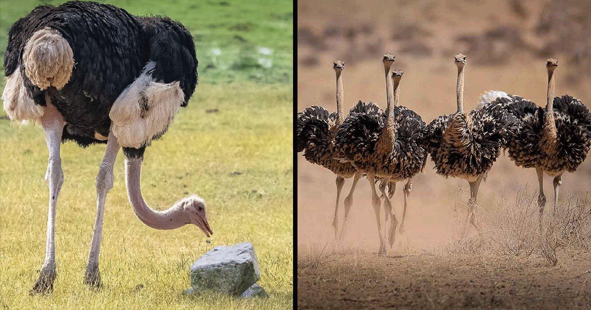 जानिए आख़िर शुतुरमुर्ग अपना पेट भरने के लिए कंकड़-पत्थर और चट्टान तक क्यों खा जाता है?