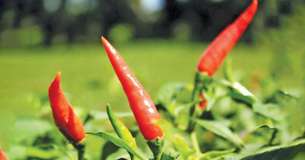 भारत में जमकर खाई जाने वाली और उगाई जाने वाली मिर्च भारत की नहीं, बल्कि इस देश से आई है