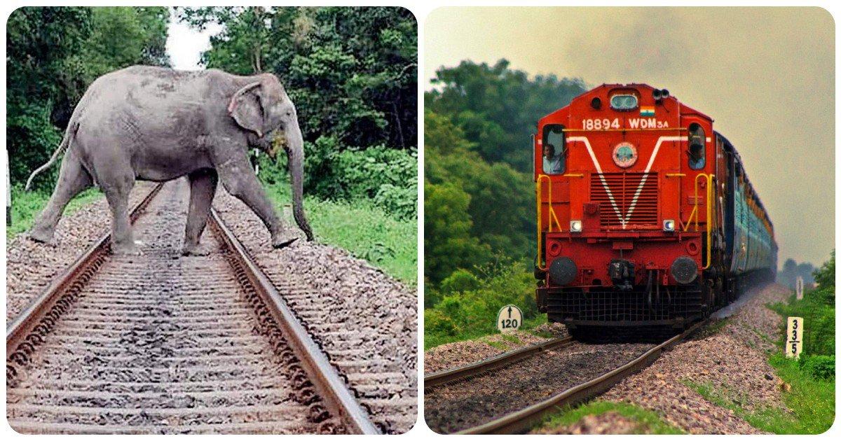 पटरी पर इंसान हो या जानवर, देखने के बावजूद लोको पायलट ट्रेन की स्पीड कम क्यों नहीं करता है?