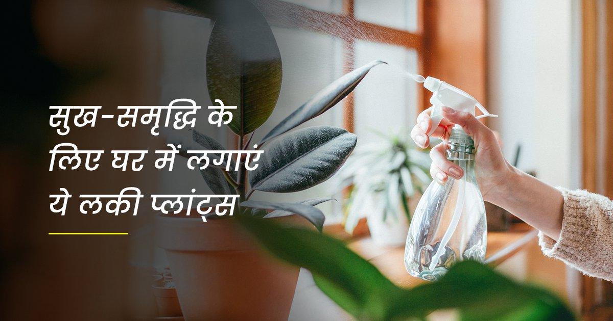 Lucky Plants For Home: घर में सुख-समृद्धि चाहिए तो इन 5 Indoor Plants ज़रूर लगाएं