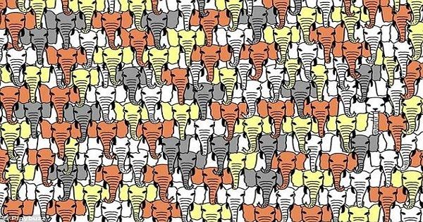 आंखों की पुतलियां नचाओ और हाथियों के झुंड में पांडा कहां छुपा है, ज़रा ये बताओ!