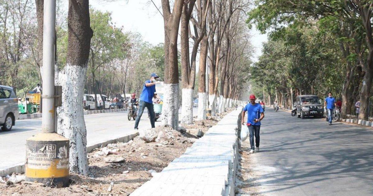 सड़क के किनारे लगे पेड़ों को सफ़ेद रंग से रंगा हुआ देखा होगा, जानिये क्या है इसका वैज्ञानिक कारण