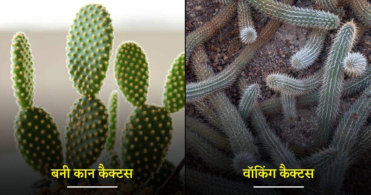 इससे पहले कि Global Warming के कारण कैक्टस विलुप्त हो जाए, ये 25 तस्वीरें देख लो