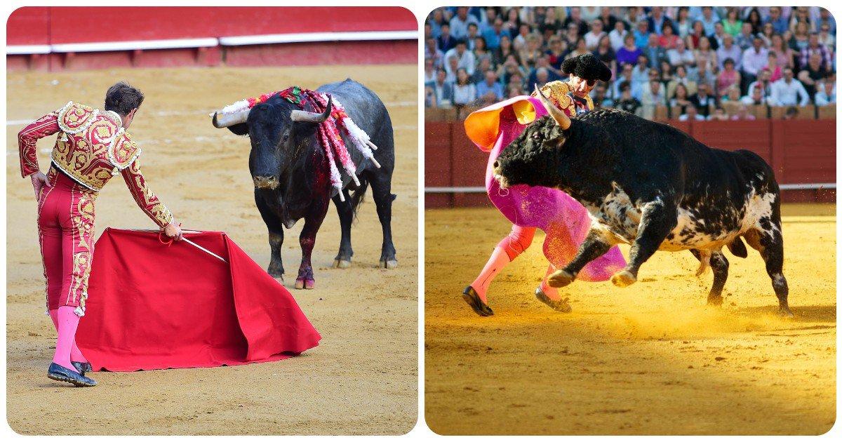 ‘सांड’ को ‘लाल रंग’ का कपड़ा देखकर ग़ुस्सा क्यों आता है? आज इसकी सच्चाई जान लीजिए