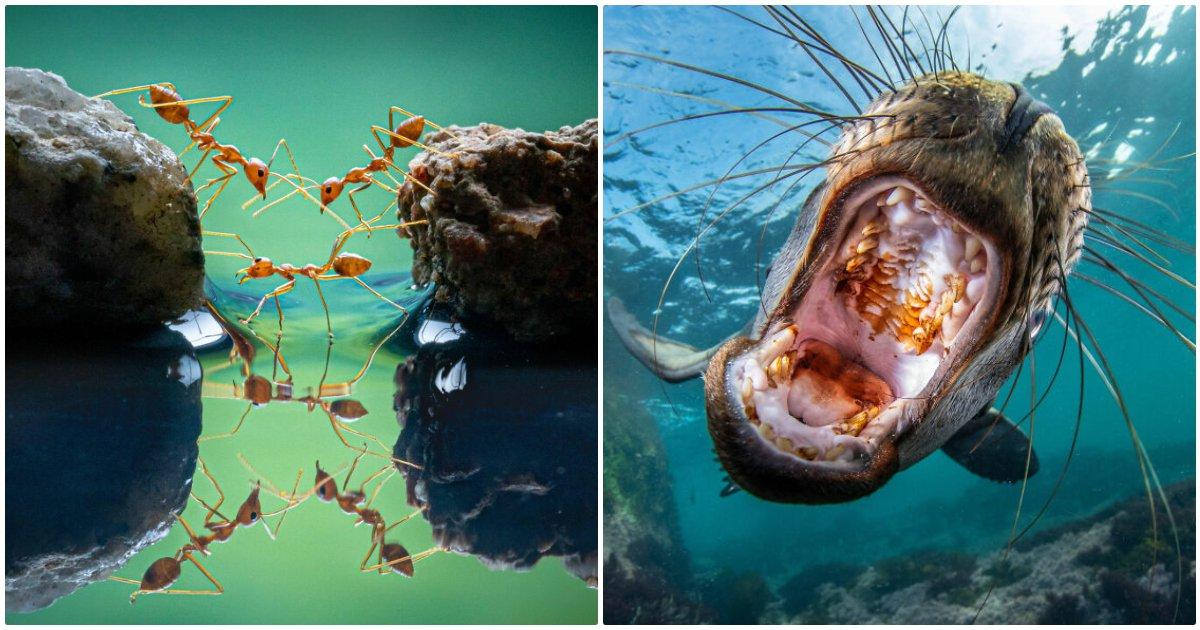 प्रकृति ने हम इंसानो के लिए चारों तरफ कितनी ख़ूबसूरती बिखेरी है, इन 25 तस्वीरों में देख लो