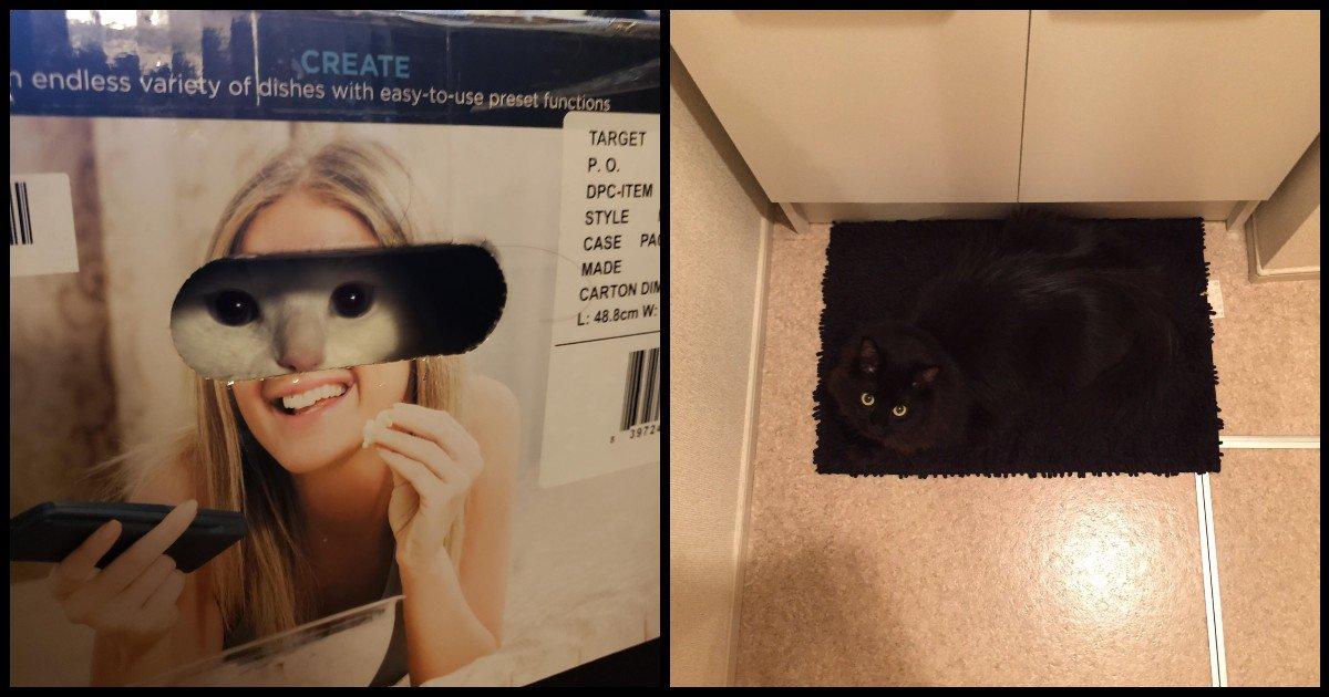 ये 15 बिल्लियां छुपन-छुपाई खेलने में माहिर हैं, सामने होकर भी नहीं दिखेंगी