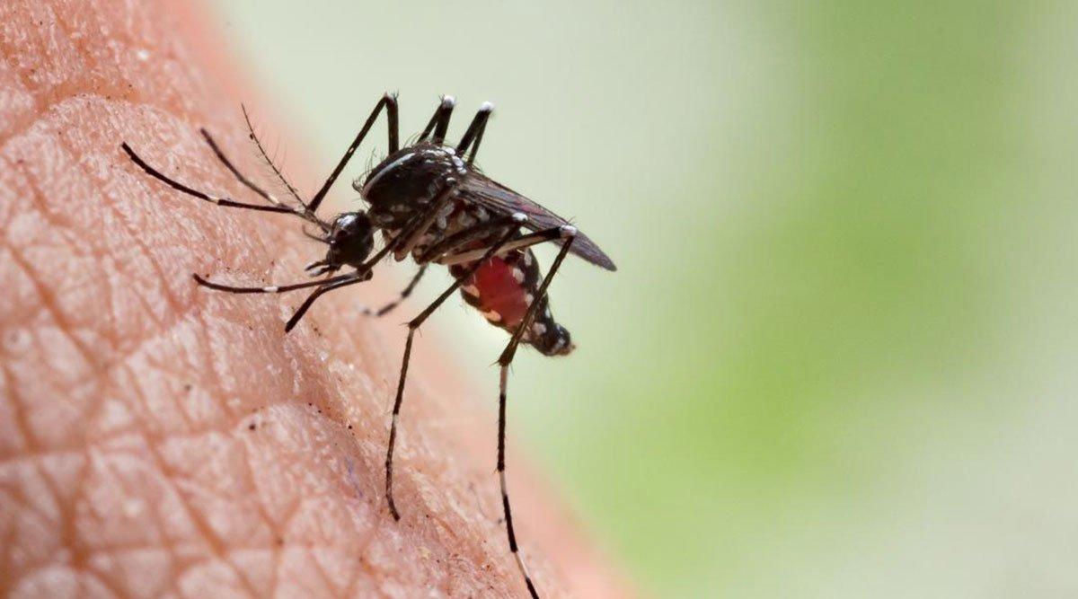 मच्छर किसी को कम तो किसी को ज़्यादा क्यों काटते हैं?, जानना चाहते हो?