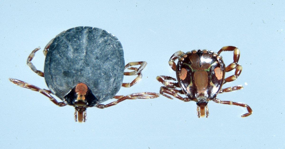 जीने का असाधारण तरीका खोज निकाला इस जीव ने, 8 साल तक बिना कुछ खाए-पिए रह सकता है ज़िंदा