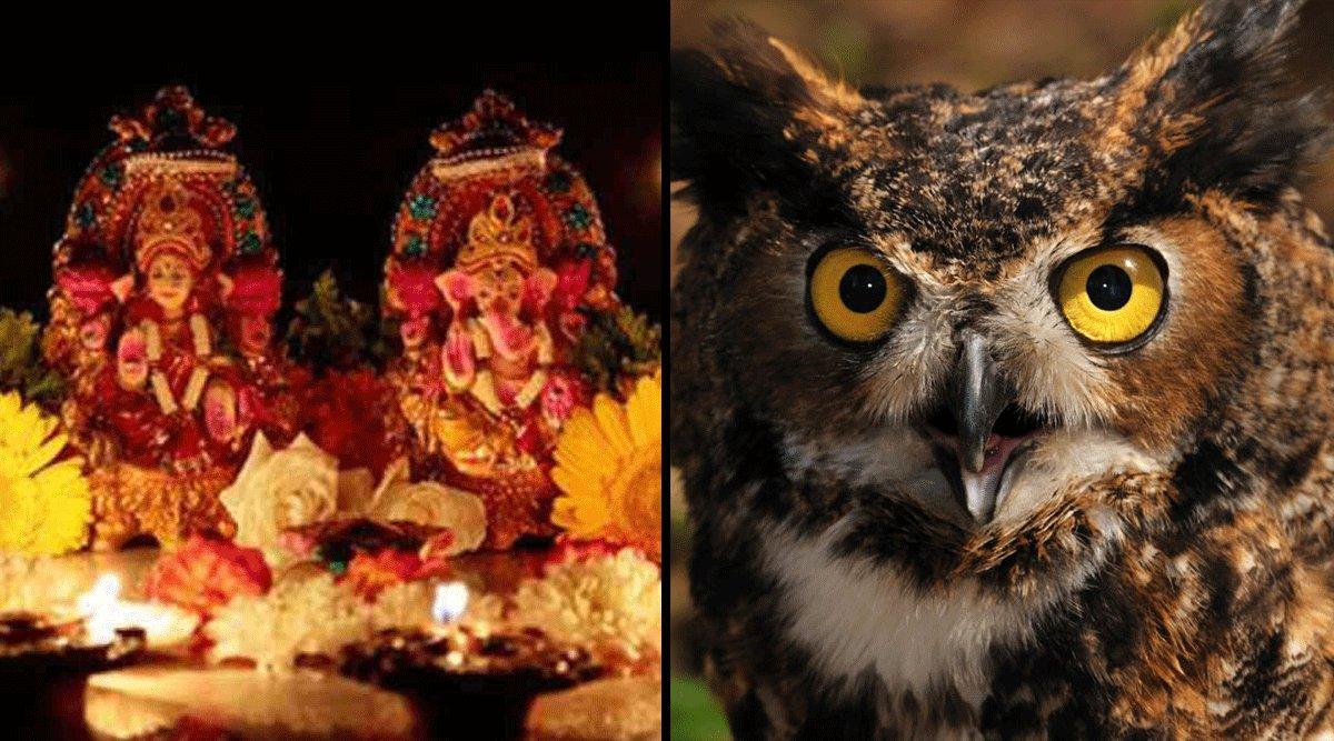 दीपावली की रात क्यों दी जाती है उल्लू की बलि, जानिये क्या है इसके पीछे की वजह?