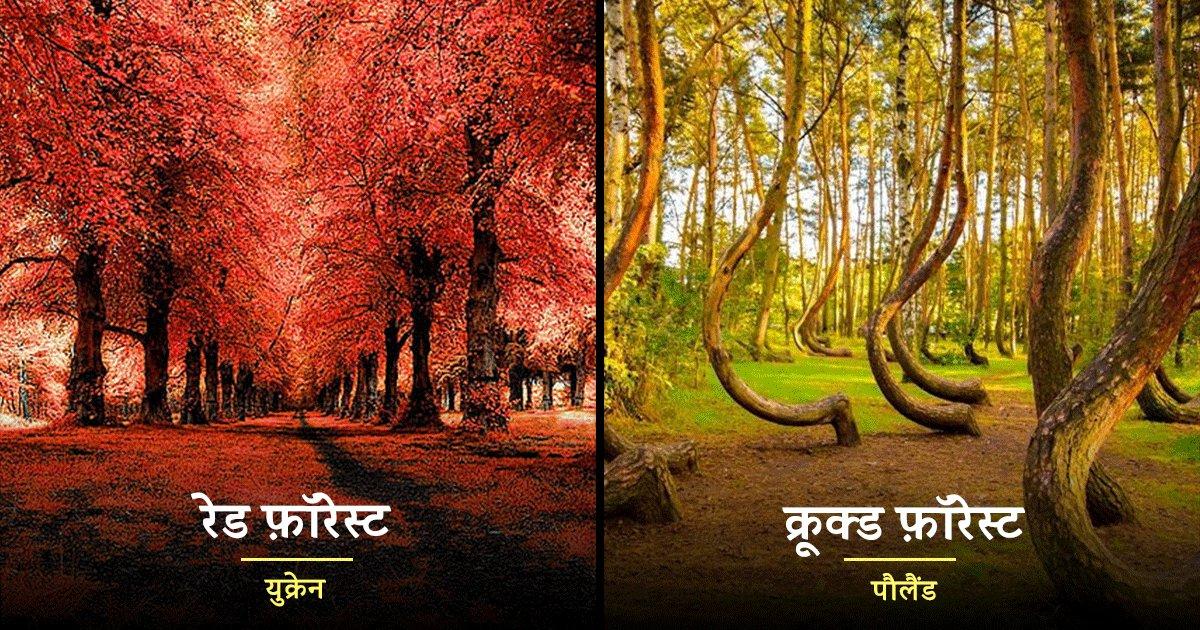 International Day Of Forests: दुनिया के 10 सबसे अजीब जंगल कोई है भुतहा तो कोई त्रासदी का मारा