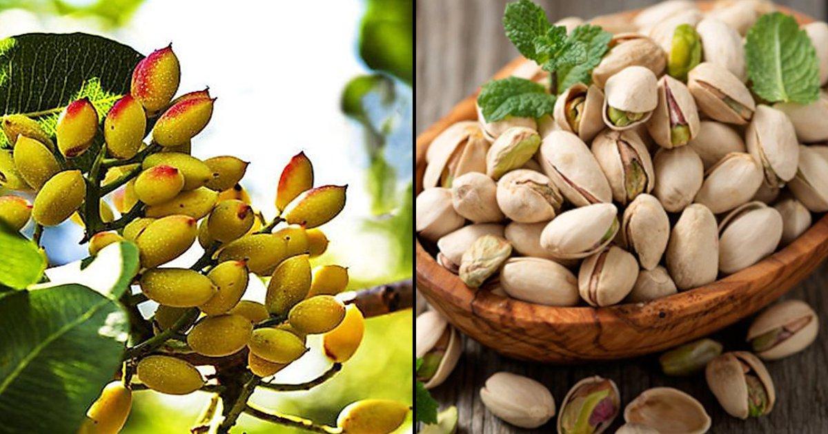 जानिये ड्राईफ़्रूट पिस्ता क्यों होता है इतना महंगा और क्या है इसकी वैज्ञानिक वजह
