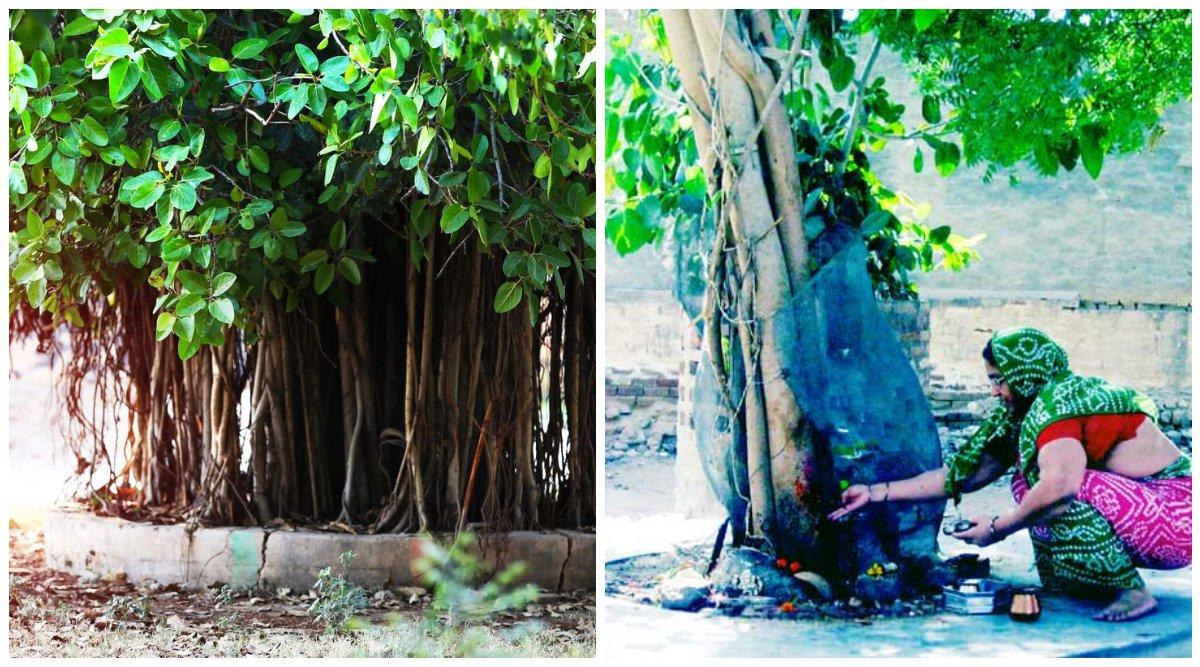 हिंदू धर्म में पीपल के पेड़ को क्यों माना गया है महत्वपूर्ण और पूजनीय, जानना चाहते हो?