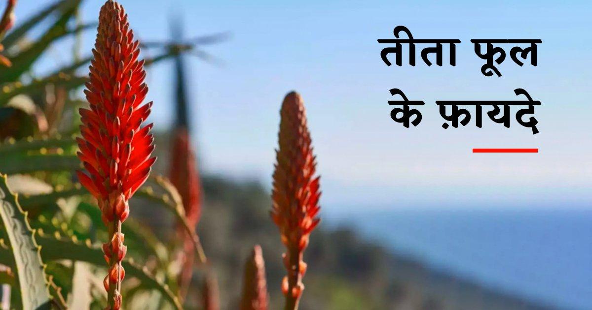 Benefits Of Teeta Phool: गठिया समेत कई बीमारियों का रामबाण इलाज है तीता फूल, जानिए इसके फ़ायदे