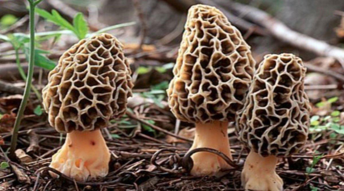 गुच्छी: हिमालय से आने वाली वो सब्ज़ी जिसकी 1 किलो की क़ीमत हज़ारों रुपये है