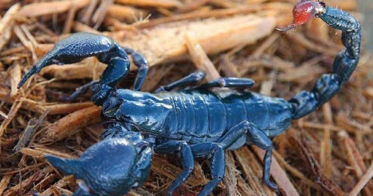 Cuban Scorpio: एक ऐसा ज़हरीला बिच्छू जिसके ज़हर की क़ीमत करोड़ों रुपये है