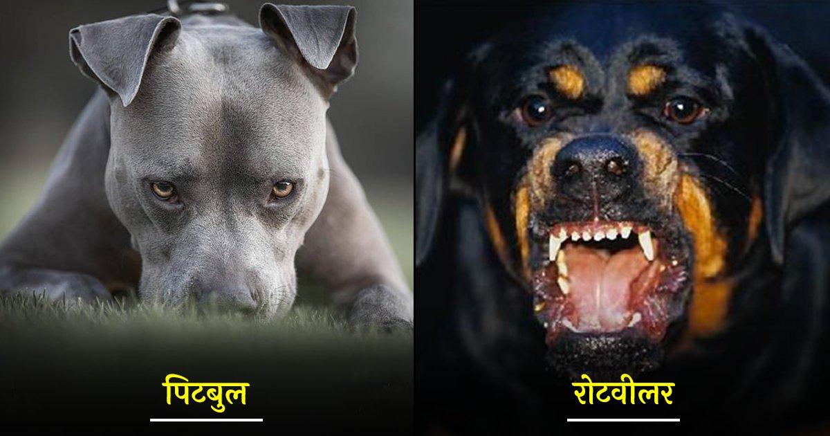दुनिया के 6 सबसे ख़तरनाक ब्रीड के कुत्ते, जिनके हमले से बच पाना मुश्किल ही नहीं नामुमकिन है