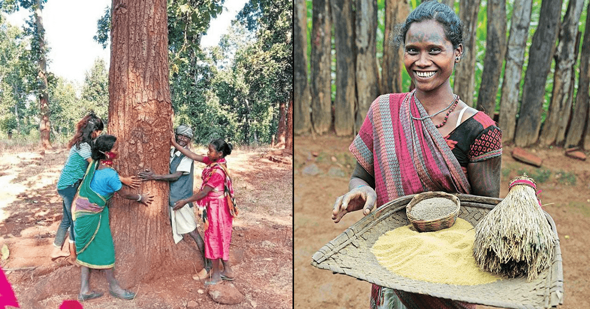 बैगा जनजाति: जंगल को बचाने के लिए पेड़ों को भाई-बहन बनाया, MP के इस जनजाति की कहानी है दिलचस्प