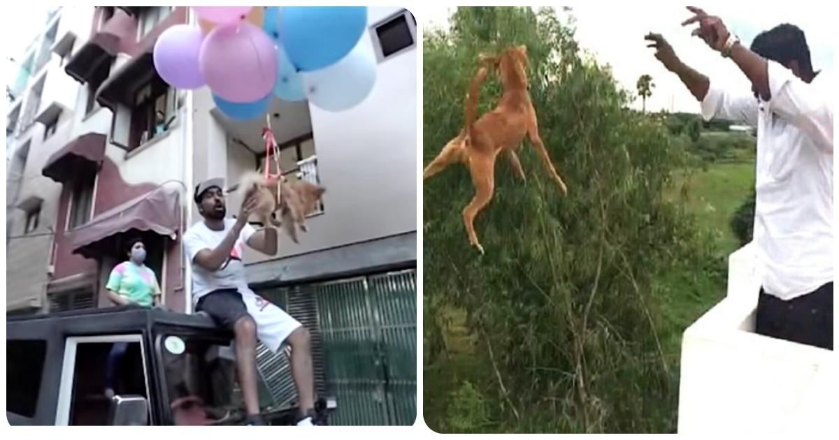 सांप को मारा, पोस्टमार्टम के बाद युवक को हुई जेल, पेश हैं जानवरों के साथ क्रूरता के 6 मामले