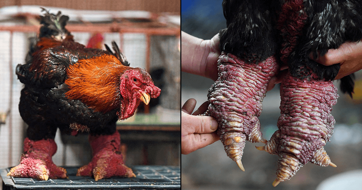 चिकन की दुनिया का बादशाह है Dragon Chicken, क़ीमत जानकर उड़ जाएंगे होश