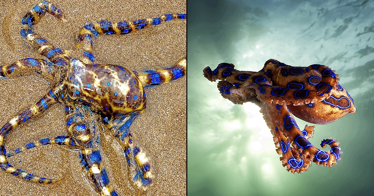 साइनाइड से हज़ार गुना ज़हरीला होता है ये समुद्री जीव, इसके काटने से 30 सेकंड में हो सकती है मौत