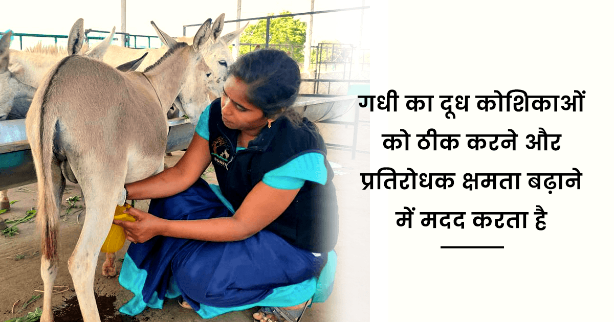Milk Giving Animals: गाय-भैंस ही नहीं, सुअर, गधी समेत इन 8 जानवरों का दूध भी पीते हैं लोग